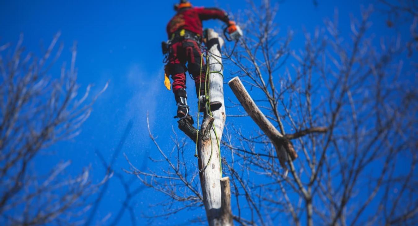 Élagage & Étêtage 77 Seine-et-Marne