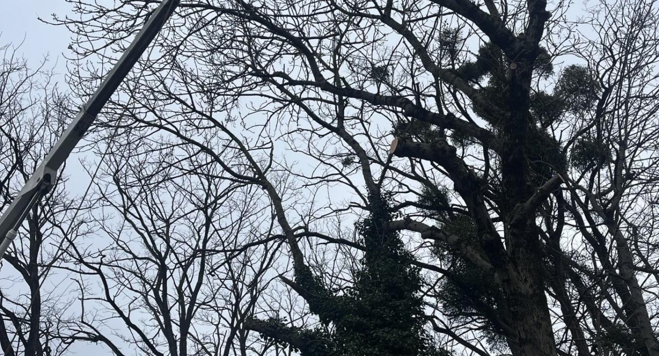 Élagage de grande hauteur Villeneuve-le-Roi