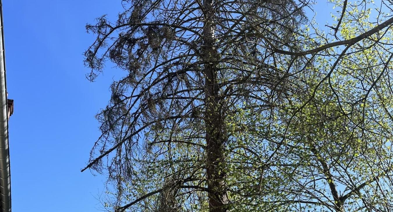 Élagage de grande hauteur