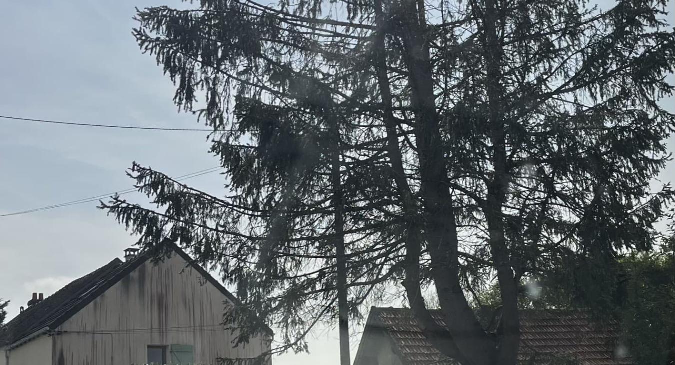 Abattage d'un sapin