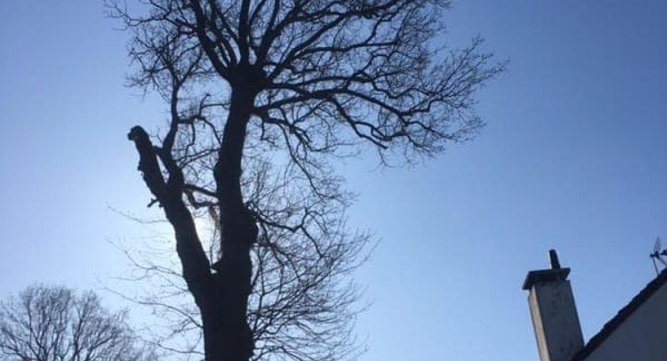 Élagage et abattage avec camion nacelle