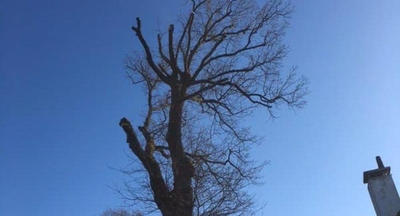 Élagage et abattage avec camion nacelle