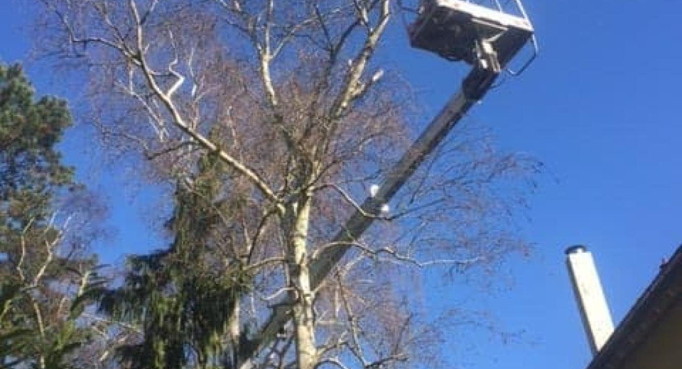 Élagage et abattage avec camion nacelle